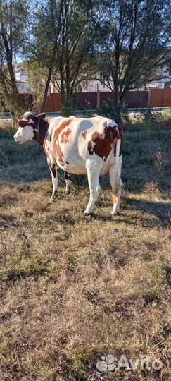 Продам телку