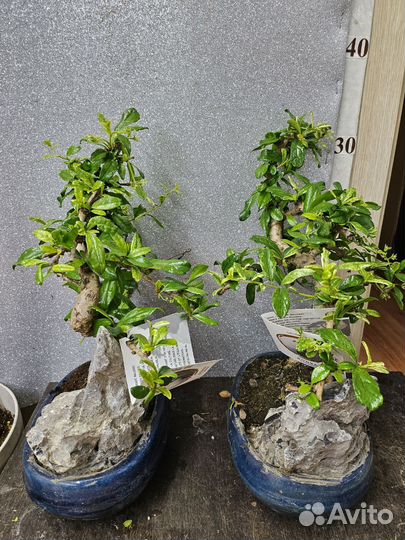 Бонсай Кармона Вариегатная 20/30