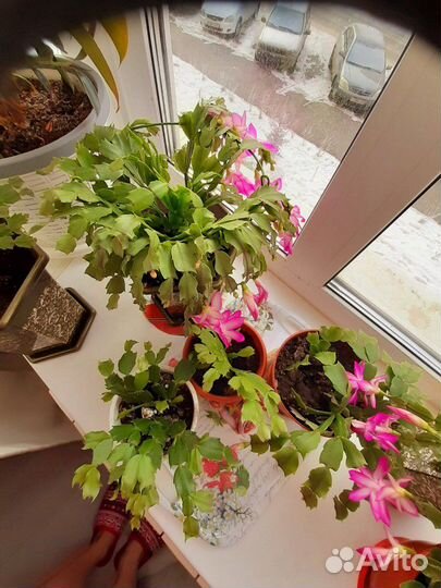 Цветок комнатное растение подарок