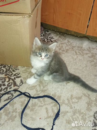 Котята мейн-кун