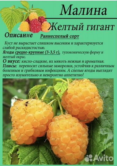 Малина Таруса, жёлтый гигант, Кванза