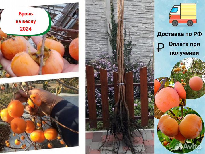 Саженцы Хурмы, морозостойкие сорта