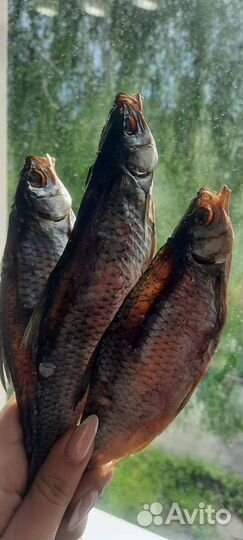 Жирненькая икряная сорожка и чехонь