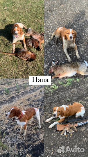 Щенки бретонский эпаньоль