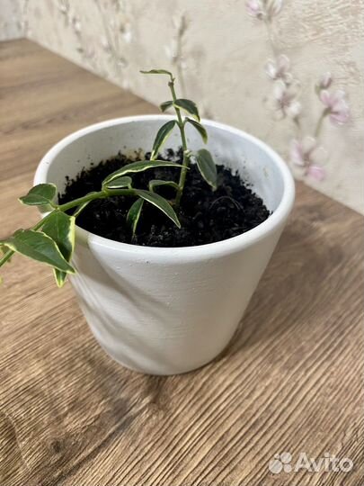 Хойя белла вариегатная