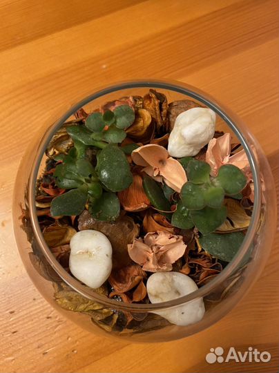 Флорариум с вазой и Живыми растениями