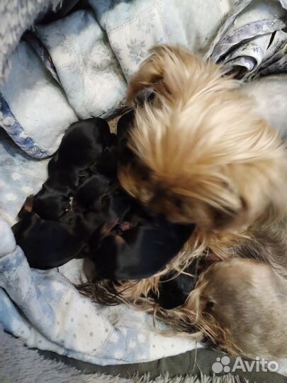 Продам щенков йоркширского терьера