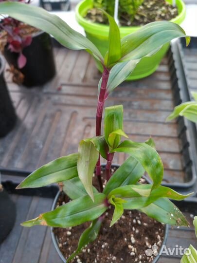 Традесканция