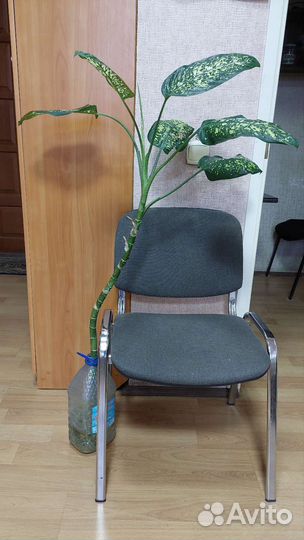 Диффенбахия