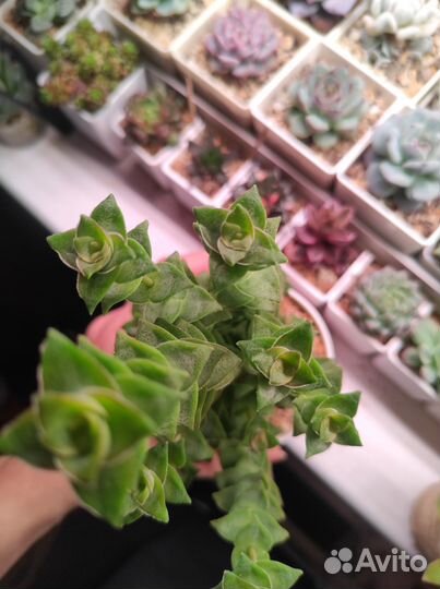 Суккуленты (крассулы, эониум, анакампсерос)