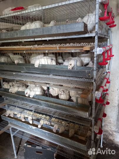 Яйца перепелиные инкубационное