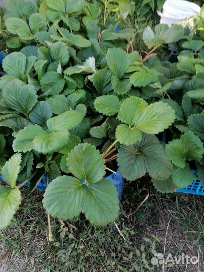 Рассада клубники сорт Елизавета 2