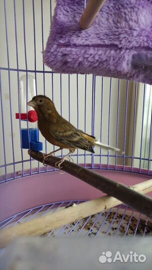 Канарейка-самка 3 года красная