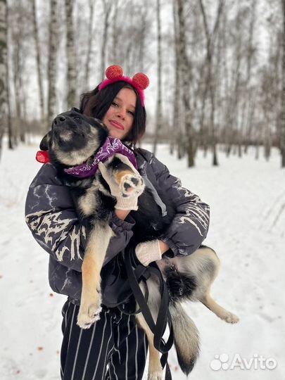 Маленькая собака в добрые руки