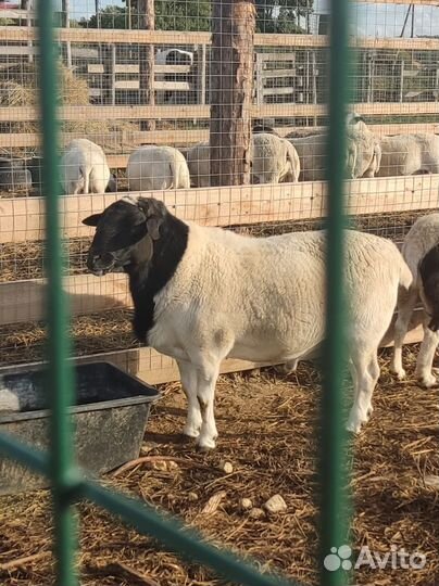 Баран дорпер