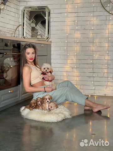 Щенки мальтипу