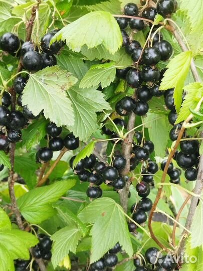 Черная,красная смородина