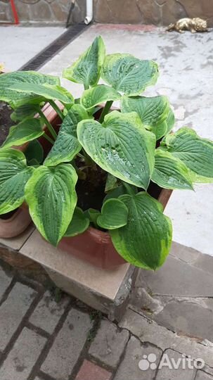 Хоста растение