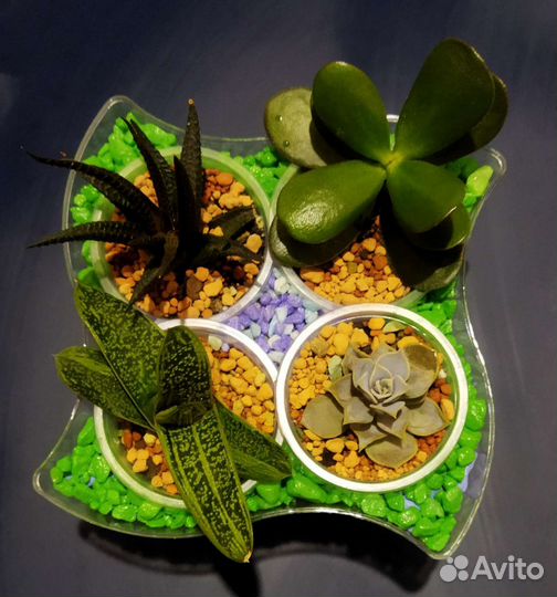 Суккуленты