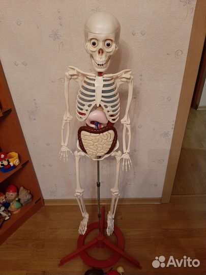 Макет скелета человека Артём
