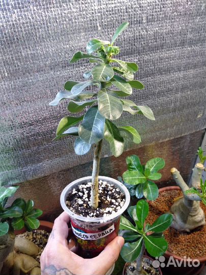 Укоренённые черенки Адениум 