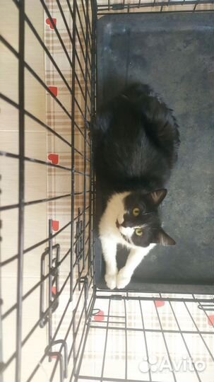 Юный очаровательный котик Сеня ждёт свою семью