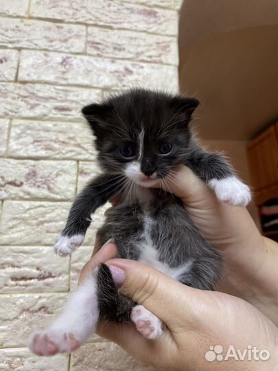 Котята бесплатно
