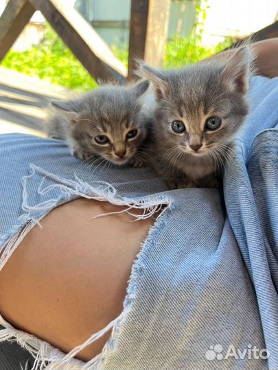 Отдам котеек