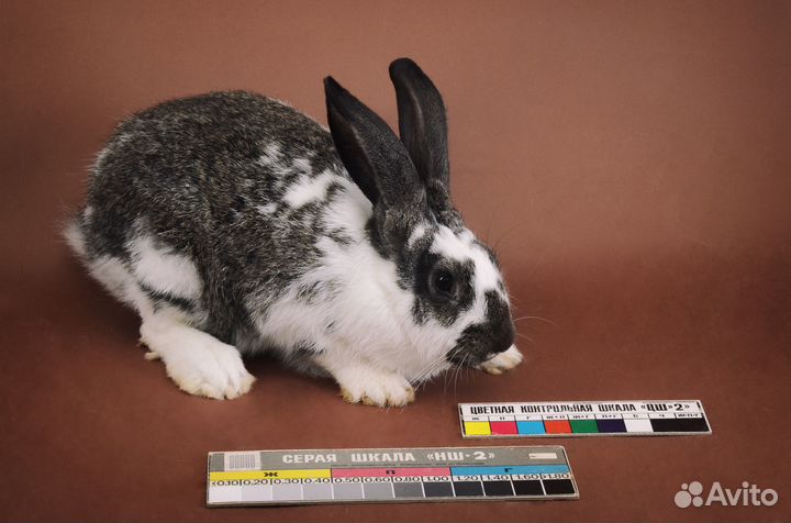 Маленькие крольчата на продажу и в аренду