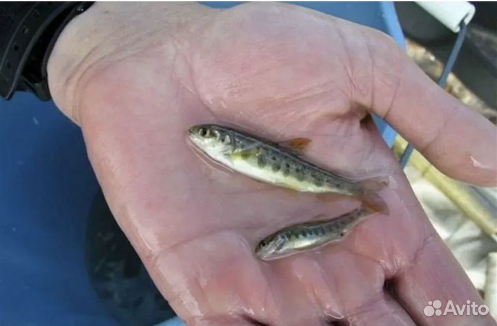 Малек форели