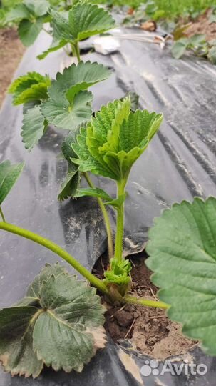 Купчиха саженцы клубники земклуники