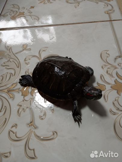 Красноухая черепаха маленькая