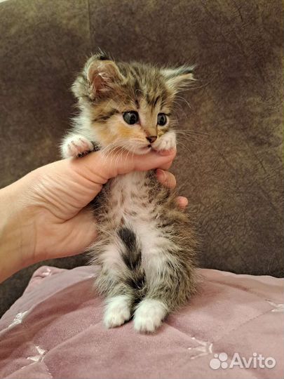 Котенок
