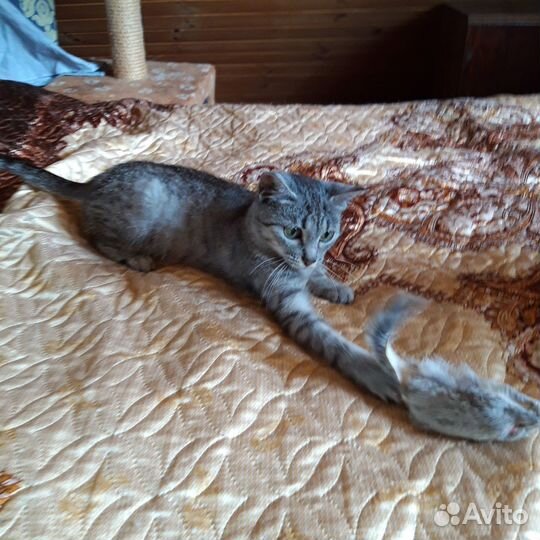 Мира ищет дом