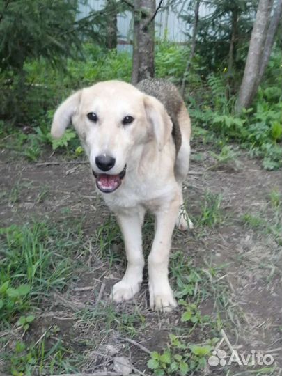 Марточка 5 мес ищет дом