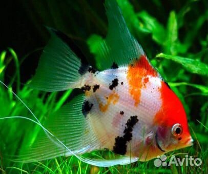 Аквариумные рыбы