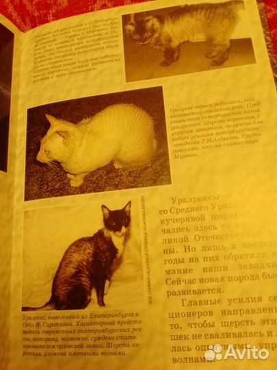 Книга Аборигенные кошки России. О.Миронова
