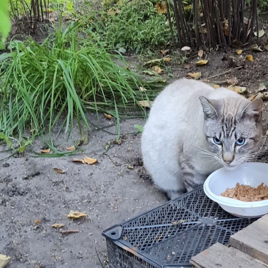 Тайскому коту нужен хозяин