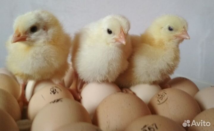 Бройлеры и индюшата