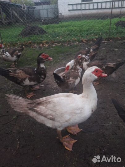 Мускусные утки тяжелые линии