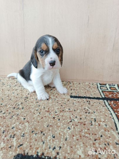 Щенки бигля