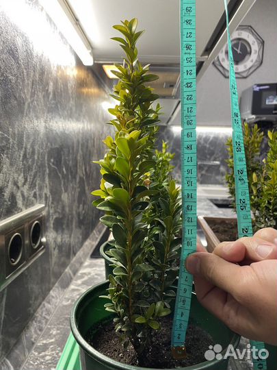 Самшит вечнозеленый