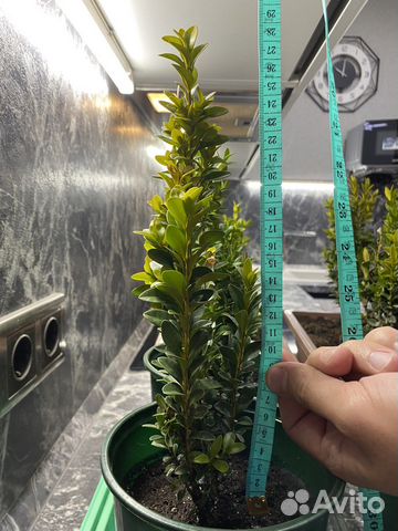 Самшит вечнозеленый