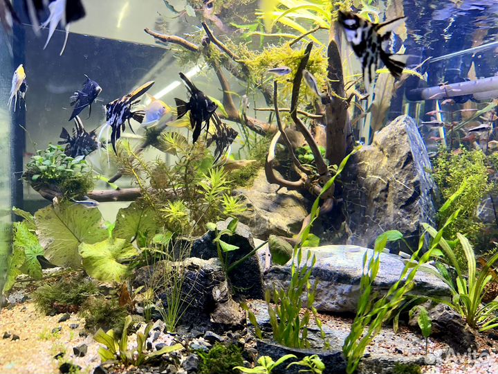 Аквариумы 140,60,40,10л