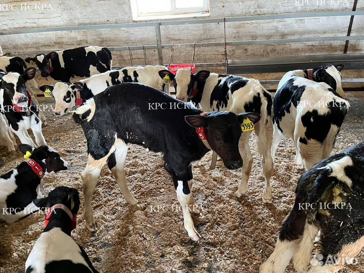 Телята бычки на откорм