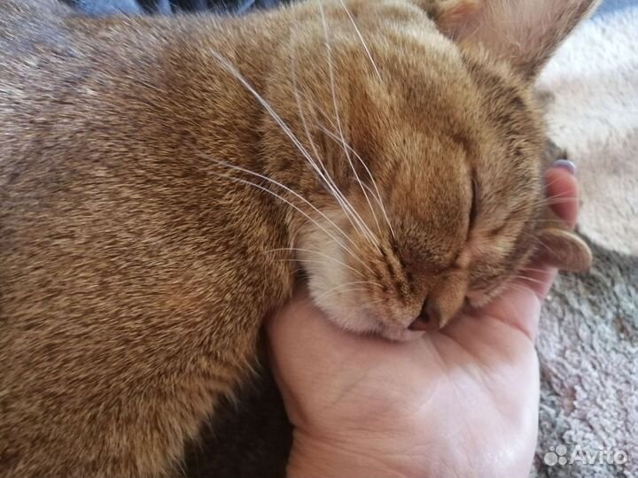 Кошка британская шиншилла