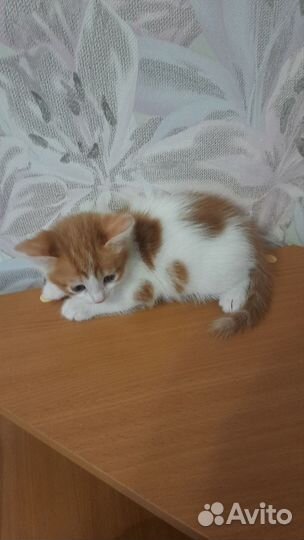 Котята 2 мес
