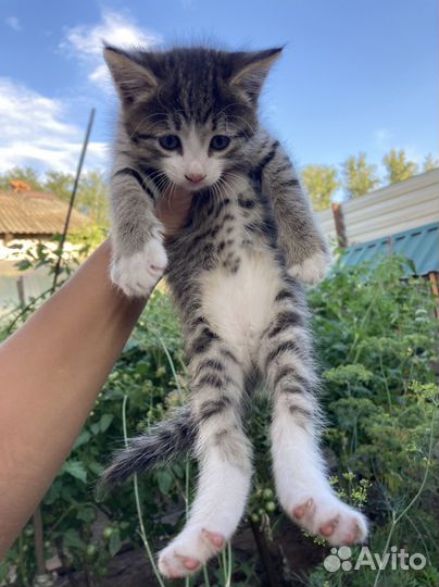 Бенгальская кошка