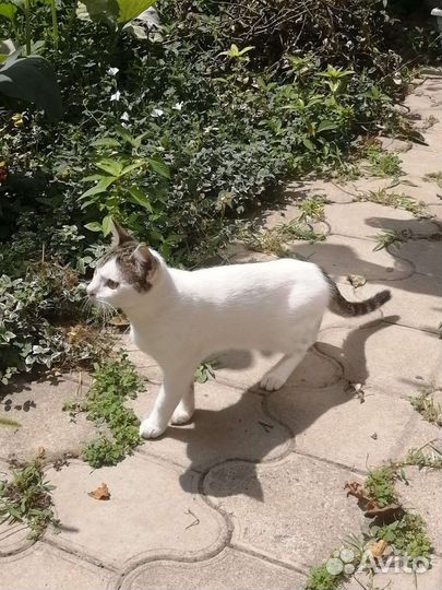 Котята в добрые руки бесплатно