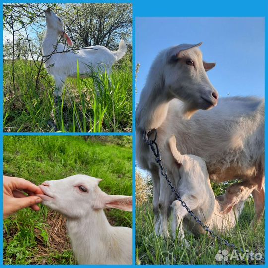 Зааненская коза/камерунец
